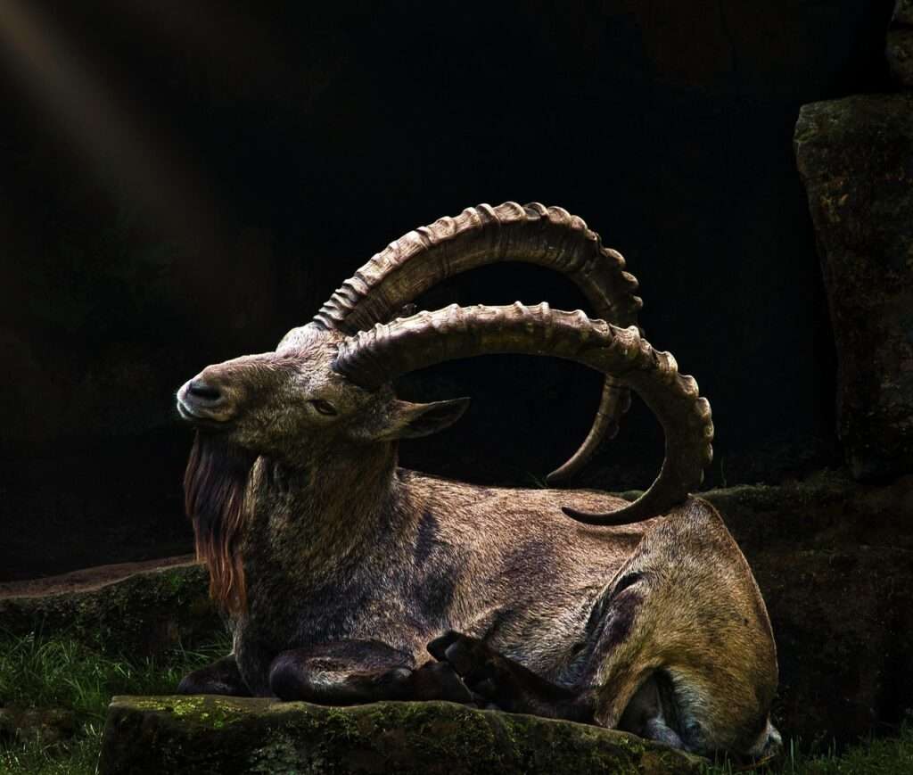Managerkurs Jagdschein machen Steinbock