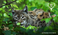 csm_20250314_Luchs-ueberfahren_764x470_0a987e0c7c