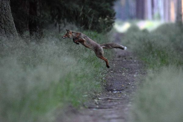 nov-5367548_1280 springender Fuchs